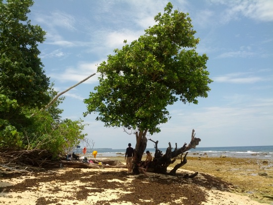 Pulau Semangki saat surut - Markas kami di Pulau Semangki :lol: